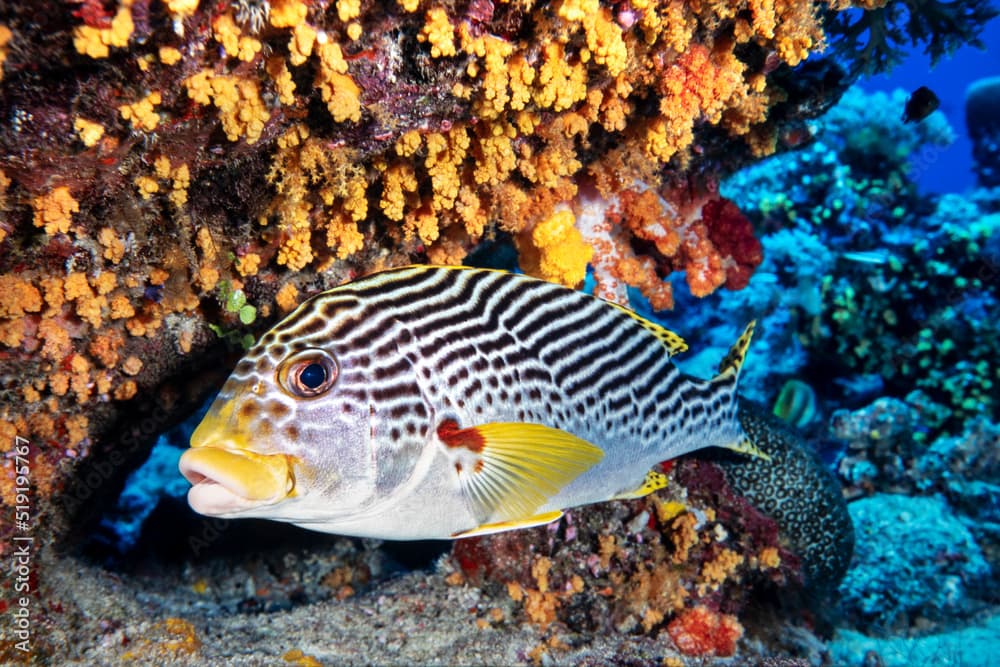 Diagonal-banded sweetlips, Plectorhinchus chrysotaenia, Palau, Micronesia