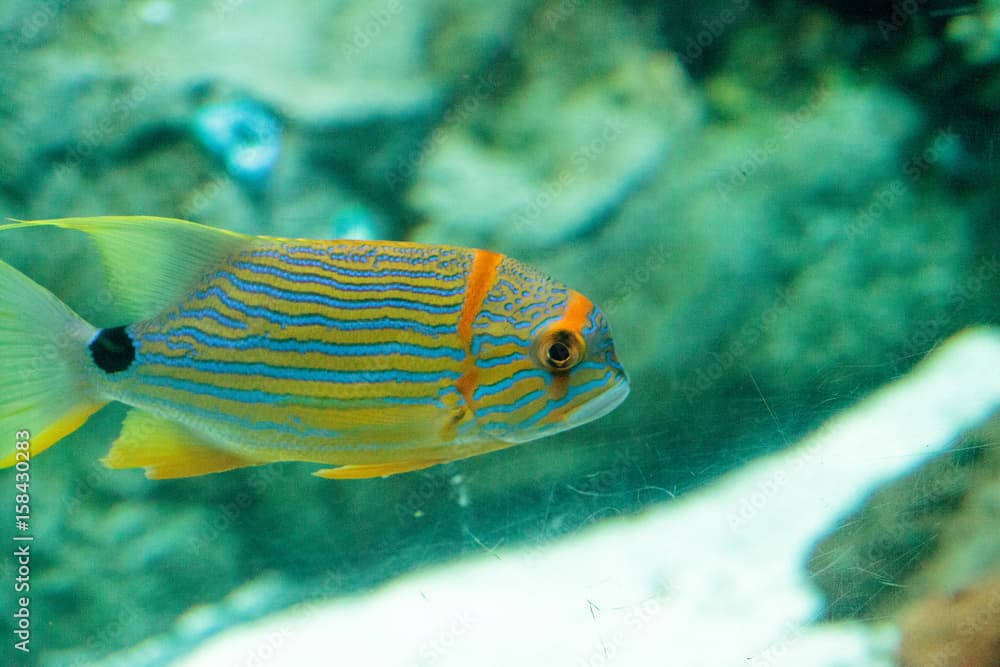 Blue and orange sweetlips fish Plectorhinchus chrysotaenia