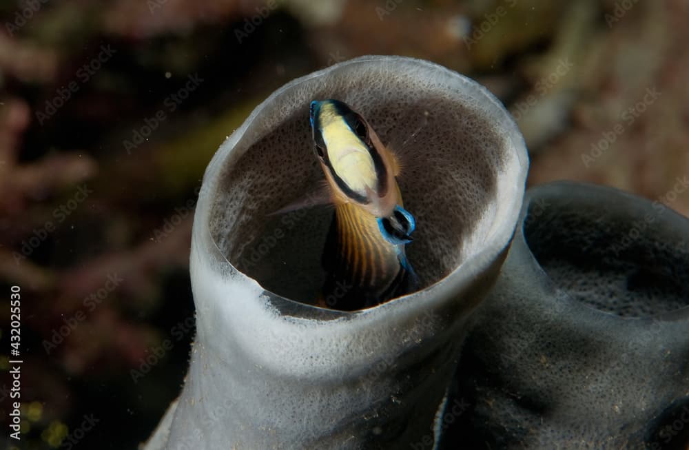 A splendid dottyback takes cover in a sponge.