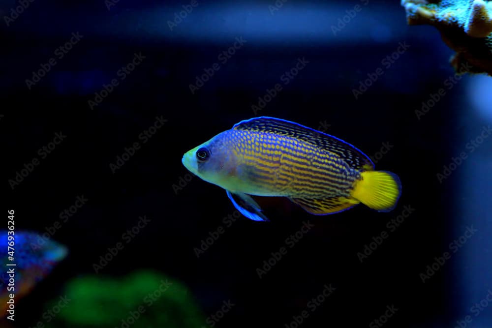 Splendid Dottyback - (Manonichthys splendens) 