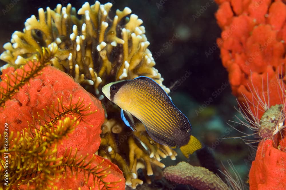 Splendid dottyback, Pseudochromis splendens, Raja Ampat Indonesia