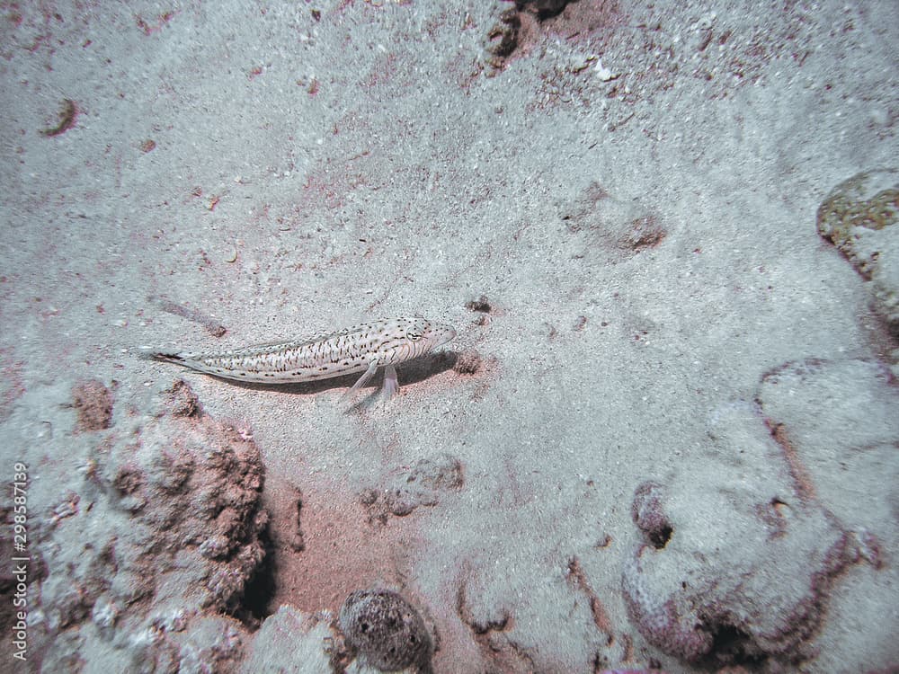 Speckled Sandperch (Parapercis hexophtalma)