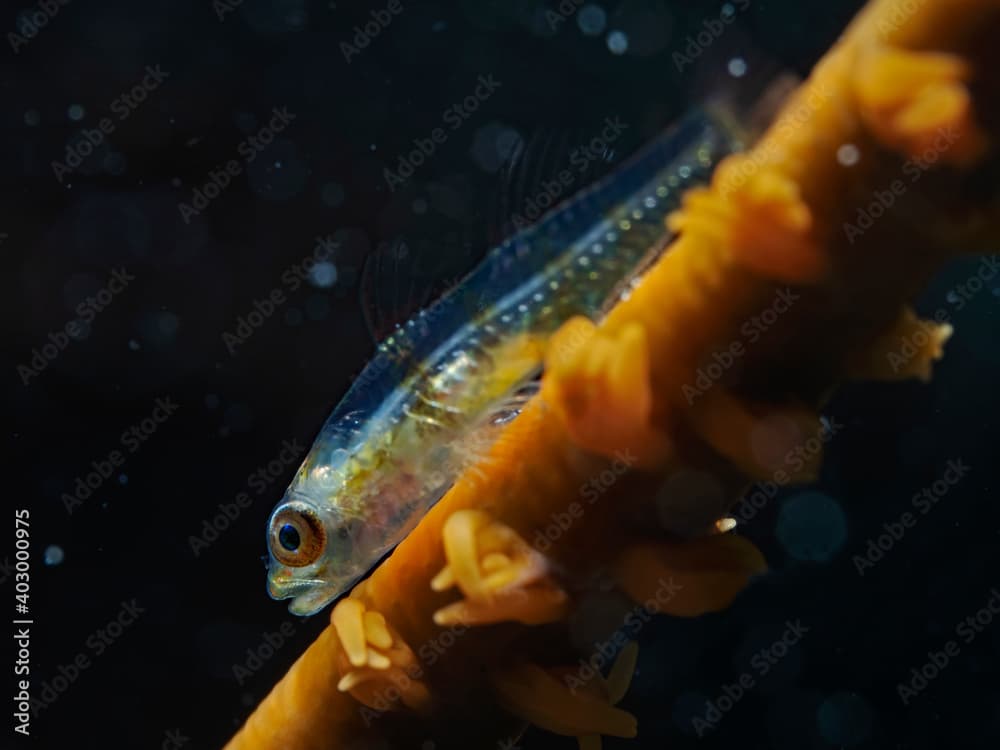 Large Whip Goby, Peitschen Zwerggrundel (Bryaninops amplus)