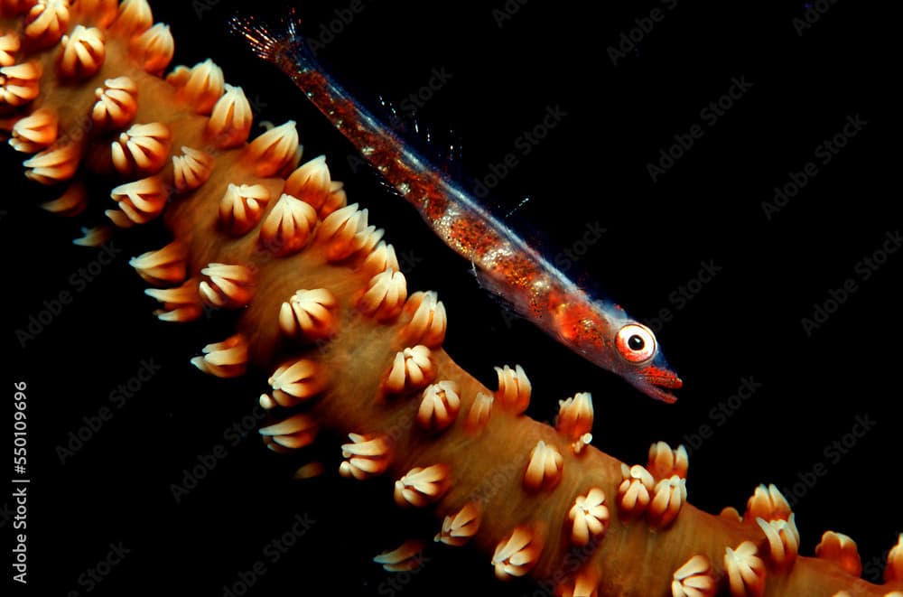 Gorgonian goby, Bryaninops amplus, Maldives Island, Indian Ocean