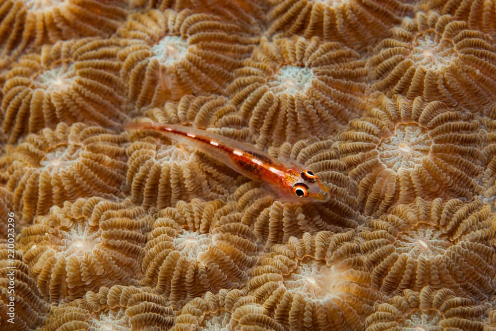 White-line seawhip goby Bryaninops amplus