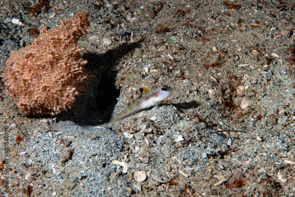 Spangled Shrimpgoby Vanderhorstia dorsomacula