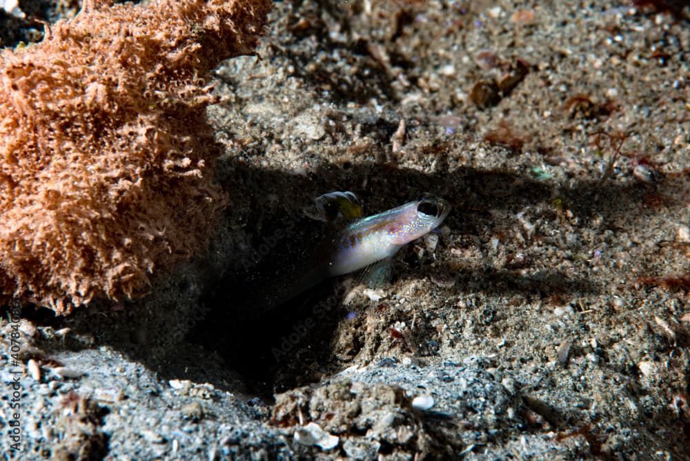 Spangled Shrimpgoby Vanderhorstia dorsomacula