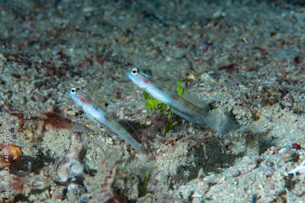 Spangled Shrimpgoby Vanderhorstia dorsomacula