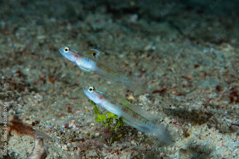 Spangled Shrimpgoby Vanderhorstia dorsomacula