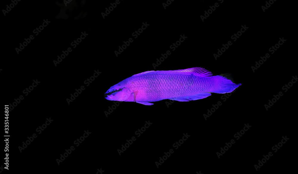 Orchid dottyback saltwater fish - Pseudochromis fridmani