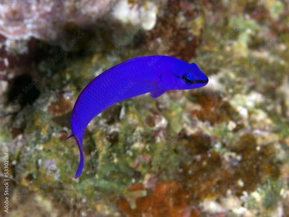 Orchid dottyback