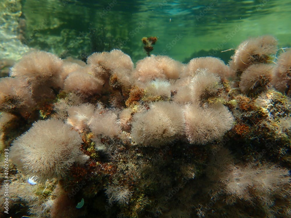 Marine algae Slender-beaded coral weed (Jania rubens) undersea, Aegean Sea, Greece, Halkidiki
