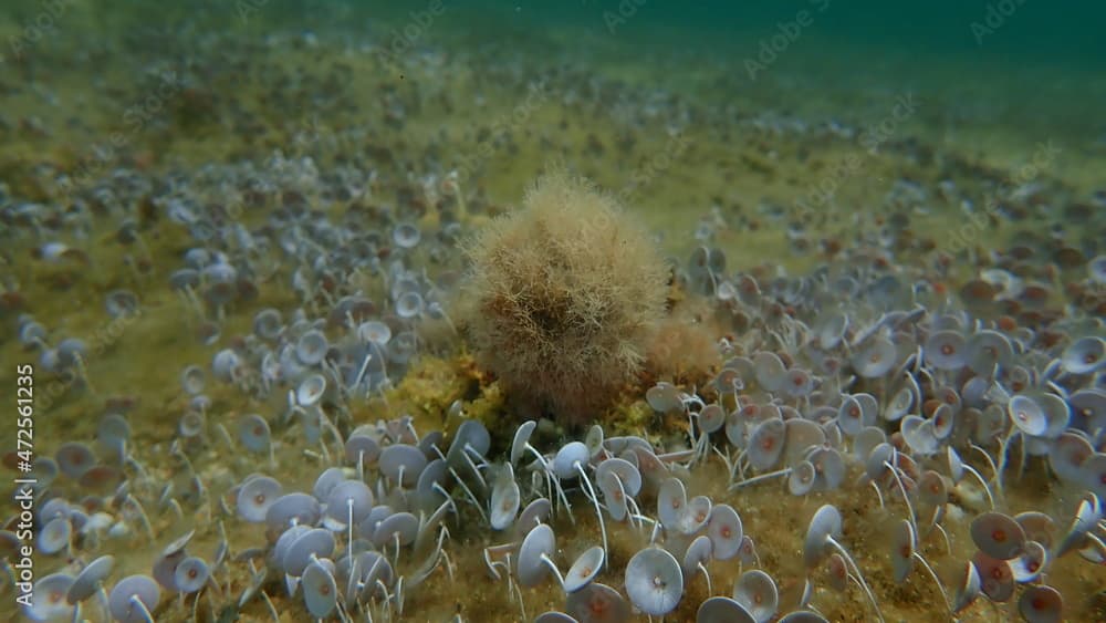 Marine algae Slender-beaded coral weed (Jania rubens) undersea, Aegean Sea, Greece, Halkidiki