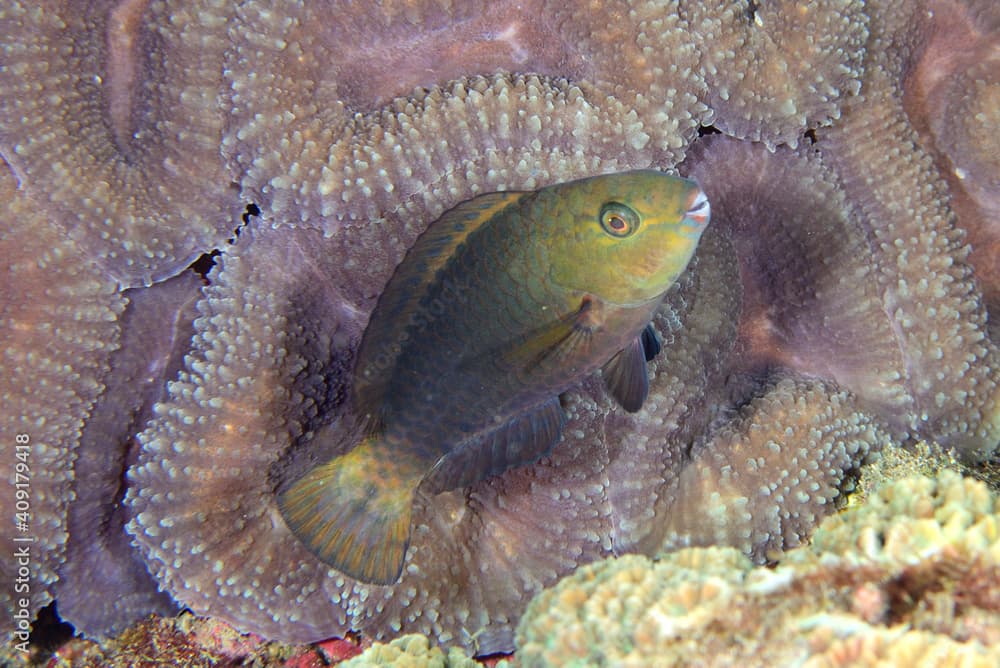 オオモンハゲブダイの幼魚