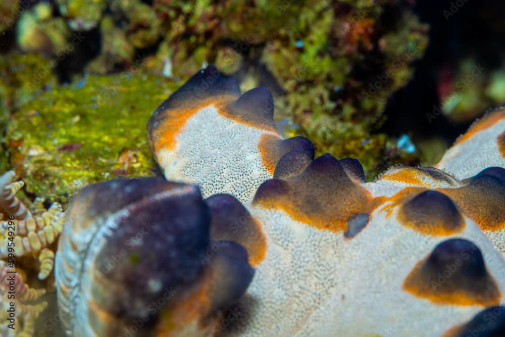 The horned Sea Star / Chocolate Chip Sea Star known as Protoreaster nodosus this species are from Manado, North Sulawesi, Indonesia.