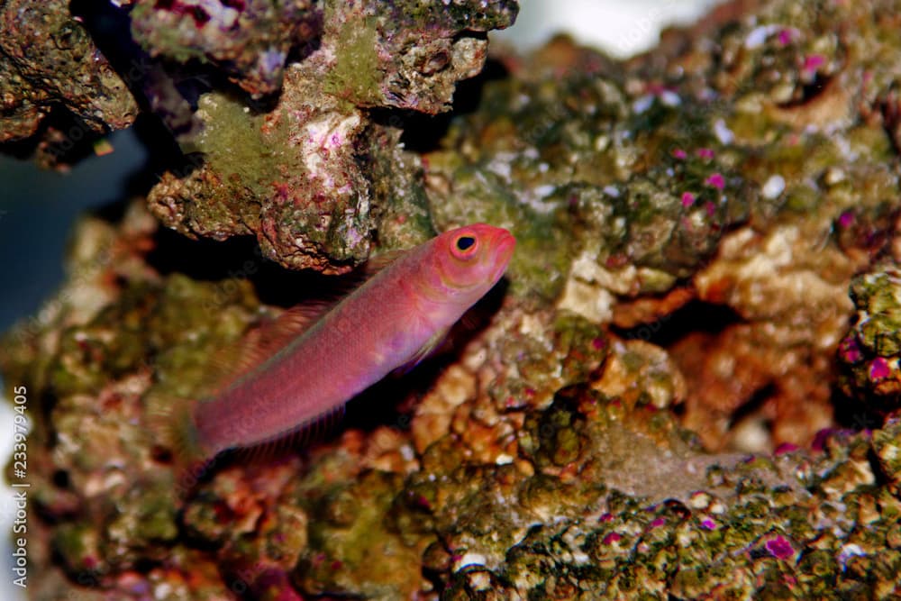 Red Elongated Dottyback - (Pseudochromis elongatus)