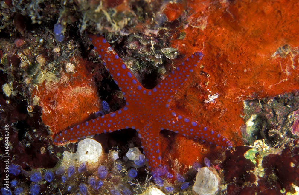 Starfish, Fromia milleporella, Coron Island Philippines.