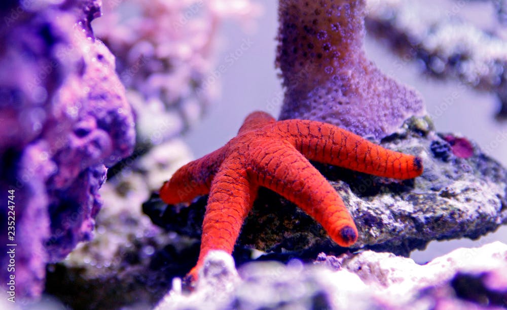 Red Fromia Starfish - Fromia milleporella  
