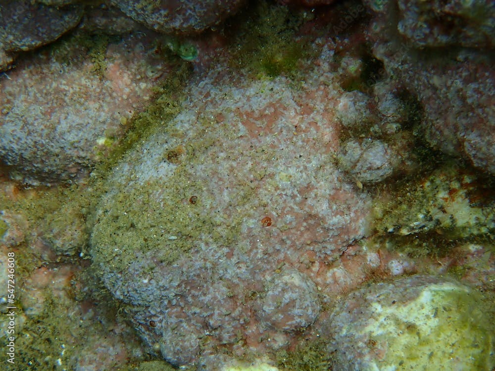 Orange-red boring sponge (Cliona carteri) and encrusting coralline alga (Lithophyllum incrustans) undersea, Aegean Sea, Greece, Halkidiki