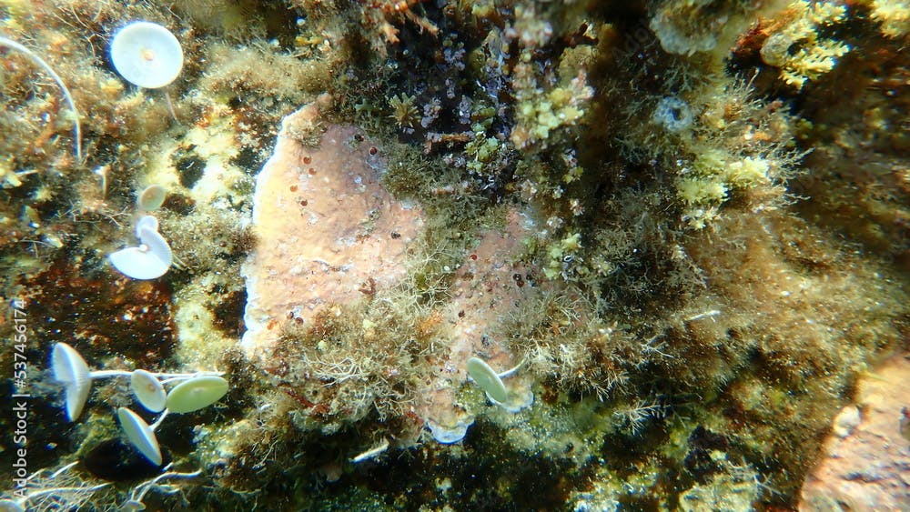 Encrusting coralline algae (Lithophyllum incrustans) and orange-red boring sponge (Cliona carteri) undersea, Aegean Sea, Greece, Halkidiki