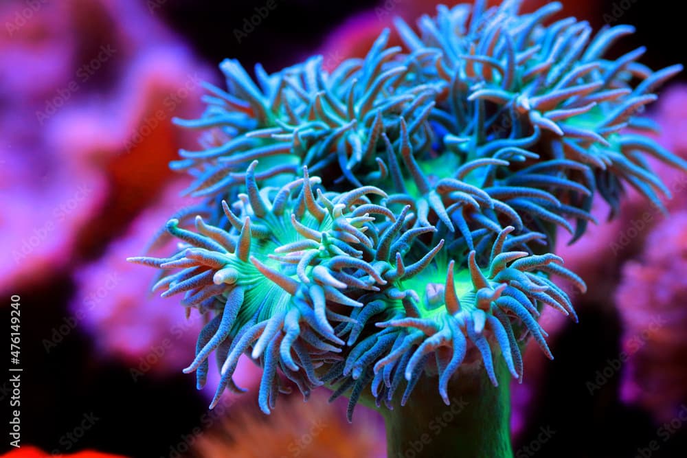 Big Green polyps of Duncan LPS coral - duncanopsammia axifuga