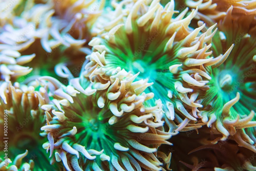 Whisker Coral Marine Aquarium