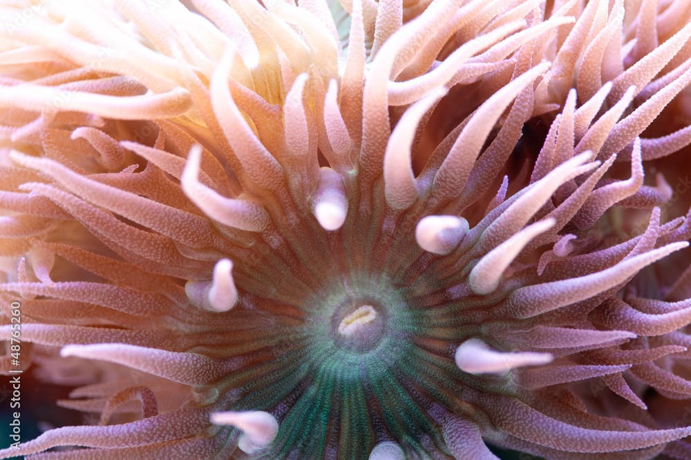 Koralle, Duncanopsammia axifuga