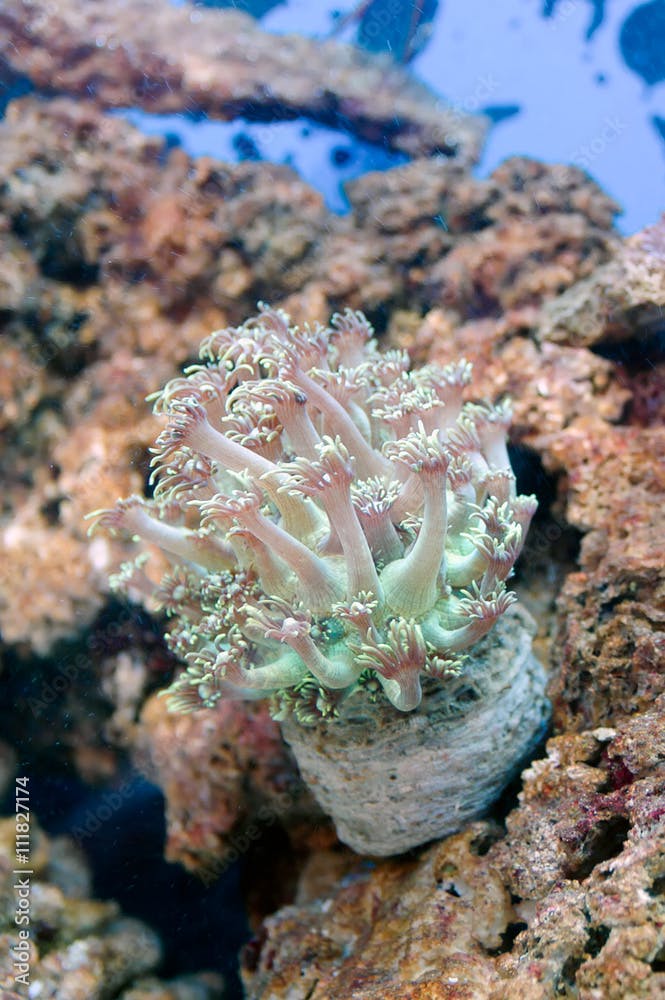 Coral (Duncanopsammia axifuga)
