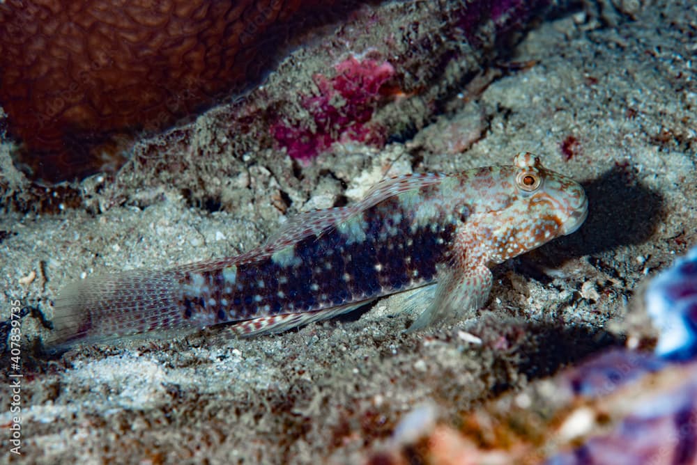 Mud-reef Goby Exyrias belissimus