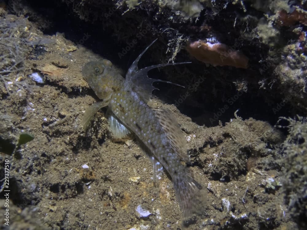 A juvenile Mud Reef Goby (Exyrias belissimus) displaying it's dorsal fin in Truk Lagoon, Micronesia