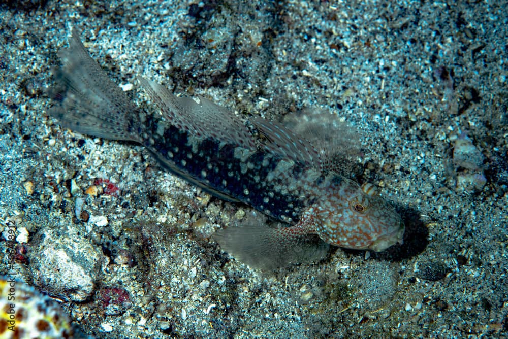 Mud-reef Goby Exyrias belissimus