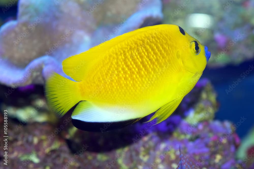 Flagfin or Black Spot Angelfish, Apolemichthys trimaculatus