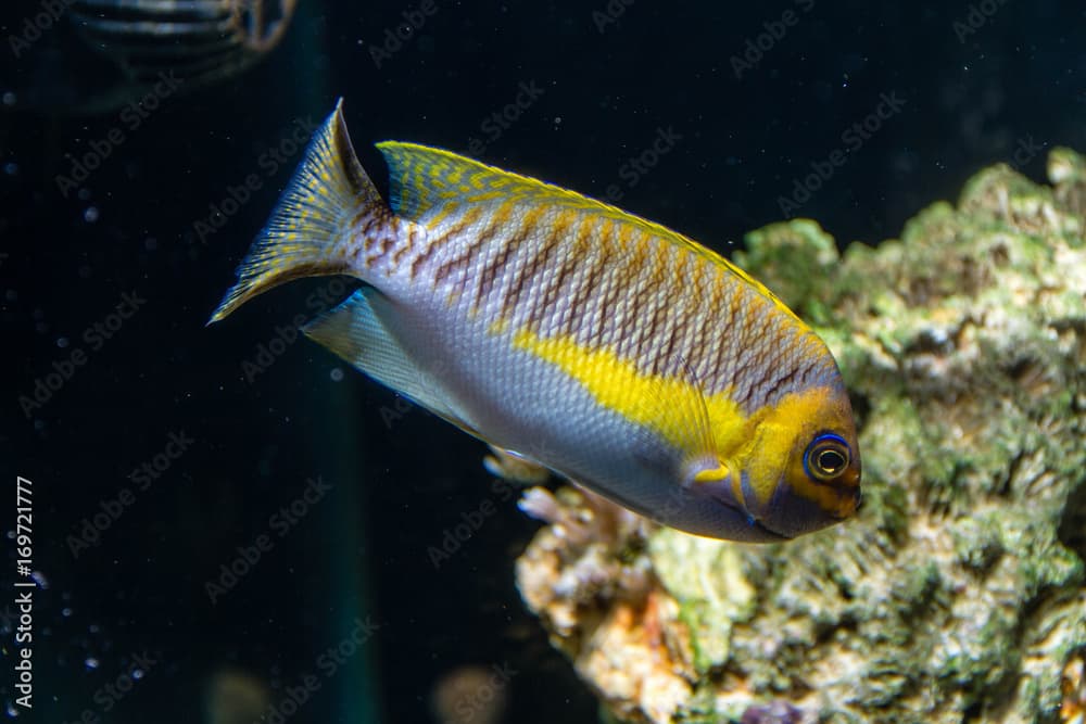 Masked Swallowtail Angelfish as known as True Japanese Swallowtail Angelfish (Genicanthus semifasciatus) Male