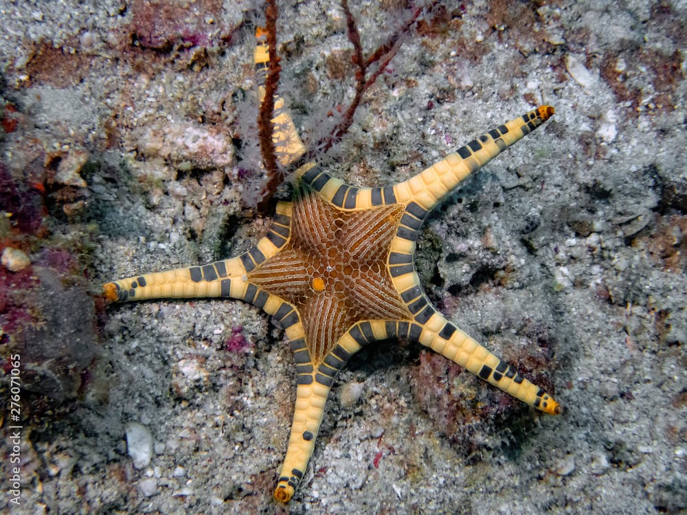 A Double Sea Star (Iconaster longimanus)