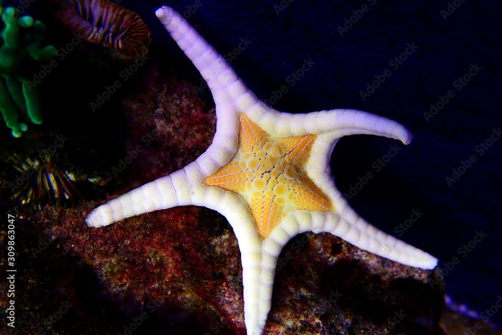 Icon Double Sea Star (Iconaster longimanus)