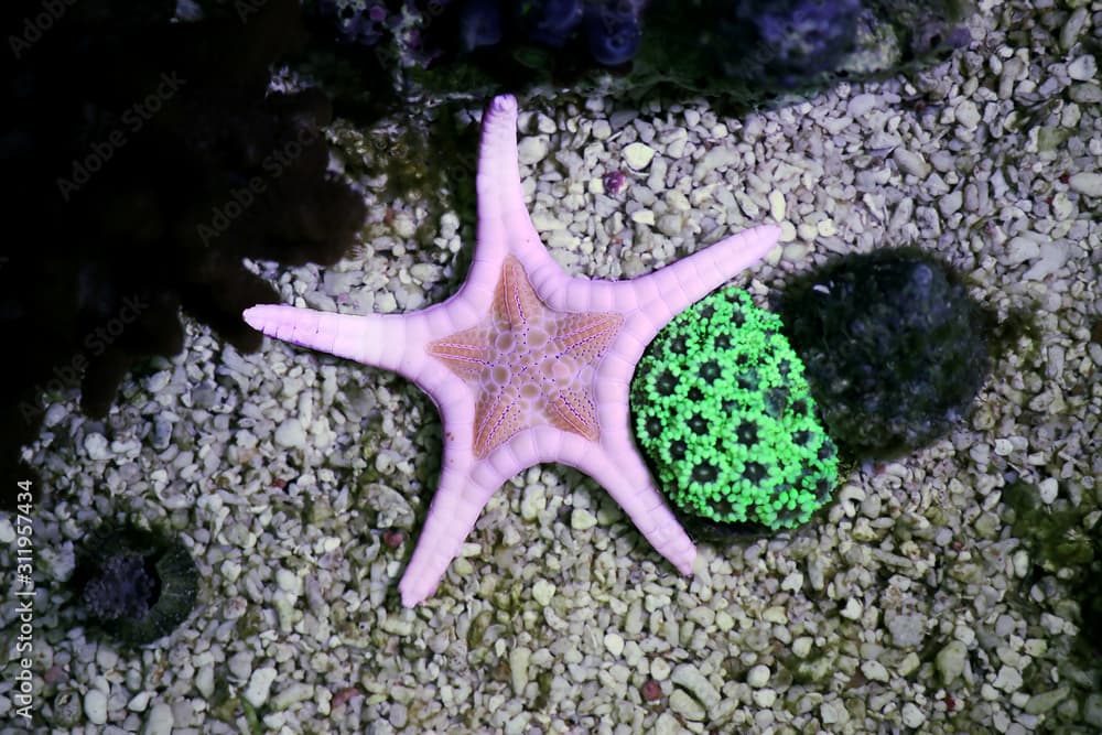 Icon Double Sea Star (Iconaster longimanus)