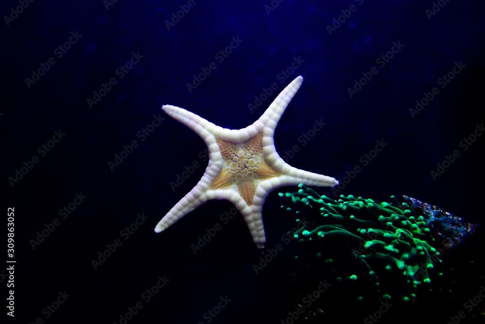 Icon Double Sea Star (Iconaster longimanus)