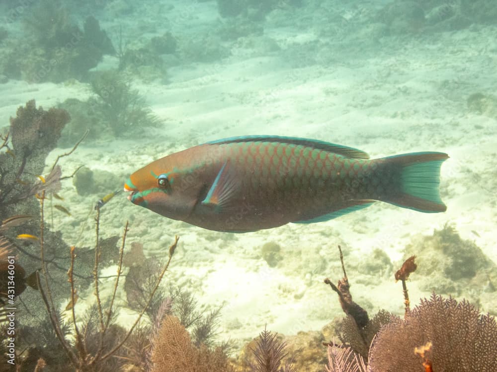 Queen Parrotfish