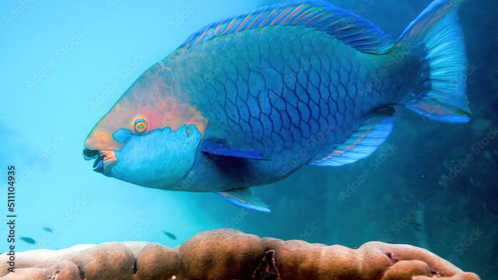 Underwater photo of blue Queen parrotfish swimming among coral reef. Large and adult male Scarus vetula fish on Koh Tao island, Gulf of Thailand. Snorkeling or diving. enjoy underwater wildlife.