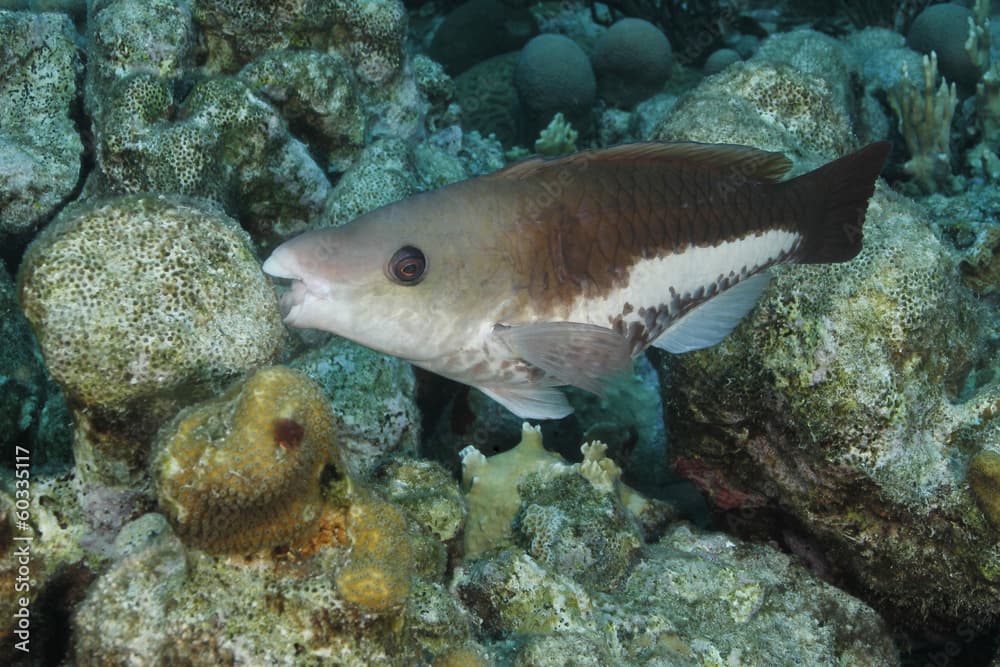 Queen Parrotfish - Intiial Phase - Bonaire