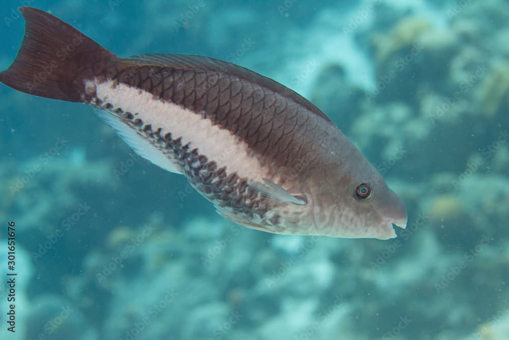 Queen Parrotfish