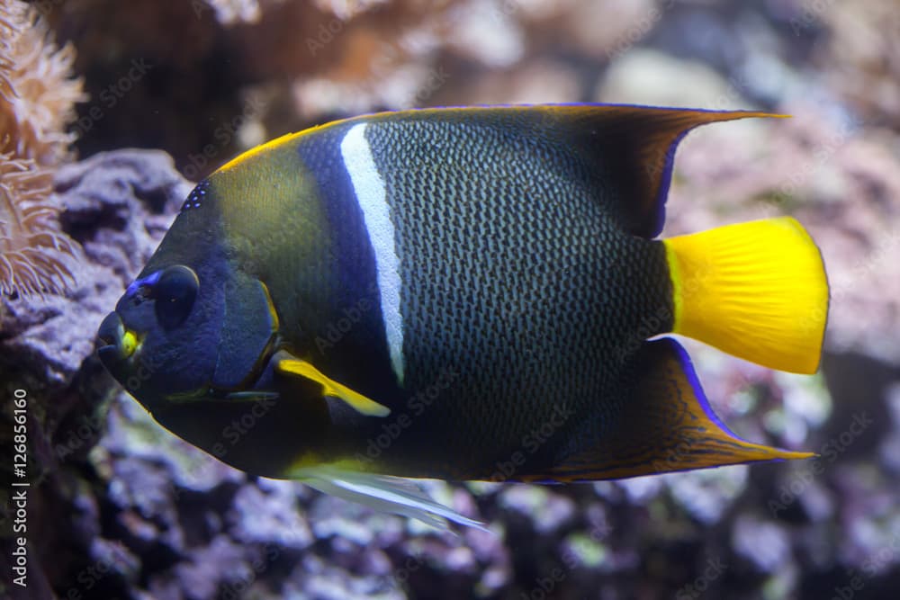 King angelfish (Holacanthus passer).