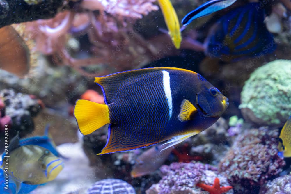 Passer Angelfish..(Holacanthus passer) or King Angelfish swimming in reef tank