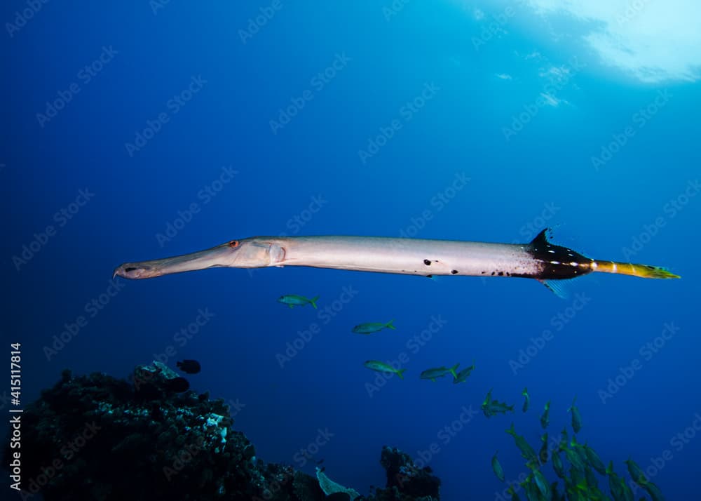 A large Trumpetfish (Aulostomus chinensis) swimming over the reef