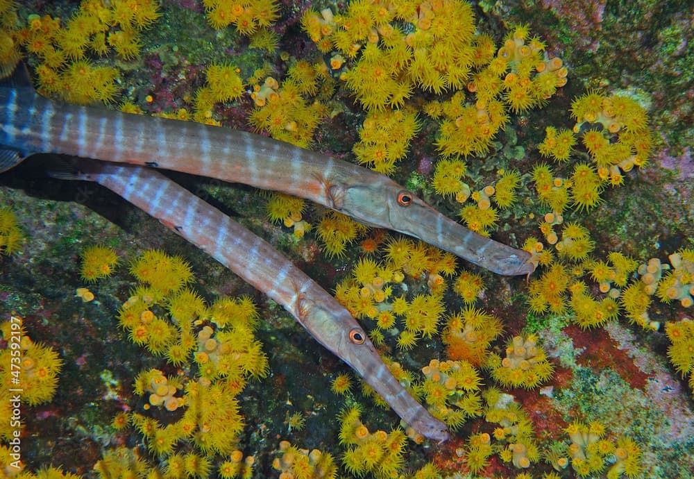 Pair of trumpet fish, Aulostomus chinensis, Revillagigedo Islands, Roca Partida, Mexico