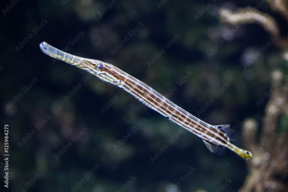 Chinese trumpetfish (Aulostomus chinensis).