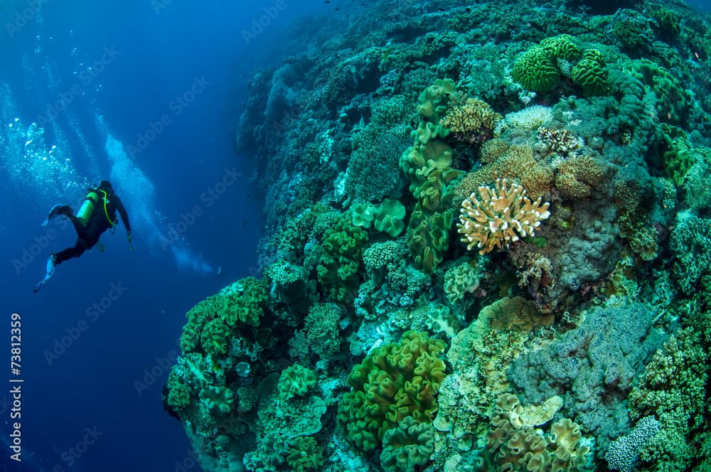 Divers, mushroom leather coral in Banda, Indonesia underwater