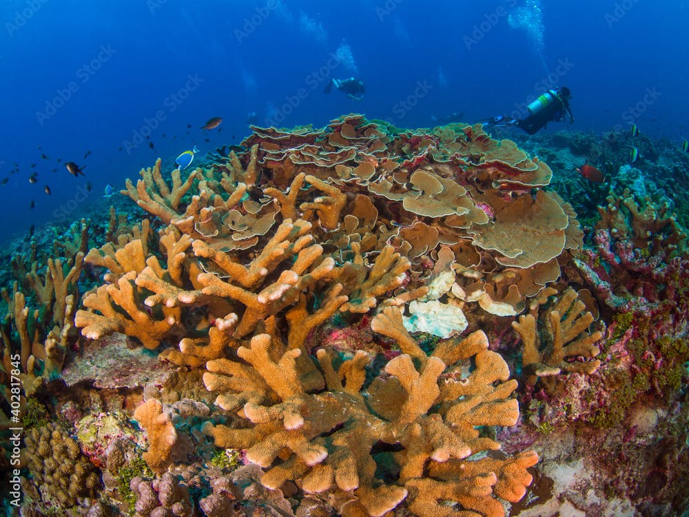 Antler corals and Lettuce leaf corals (Burma Banks, Mergui archipelago, Myanmar)