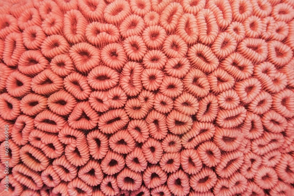Organic texture of the honeycomb hard coral  - Favia Favus.   Abstract background in trendy coral color .