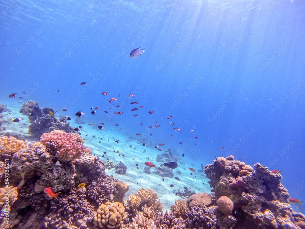 Underwater life of reef with corals, shoal of Lyretail anthias (Pseudanthias squamipinnis) and other kinds of tropical fish. Coral Reef at the Red Sea, Egypt.